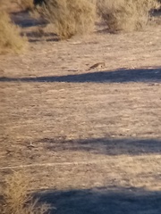 Colaptes