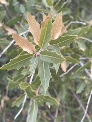 Quercus emoryi