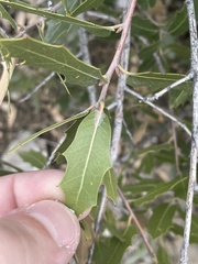 Quercus emoryi