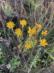 Rayjacksonia phyllocephala