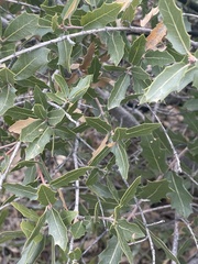 Quercus emoryi