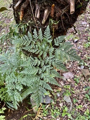 Davallia trichomanoides