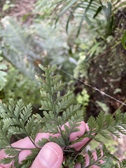 Davallia trichomanoides