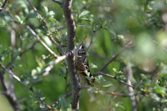 Rhammatocerus pictus