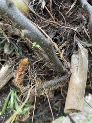 Davallia trichomanoides