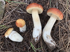 Boletus rubriceps
