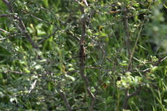 Rhammatocerus pictus