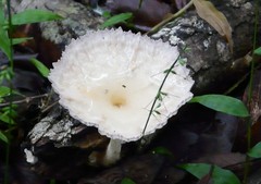 Cymatoderma caperatum