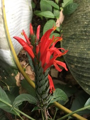 Pachystachys spicata