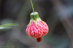 Callianthe picta image