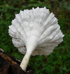 Cymatoderma caperatum