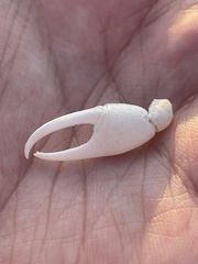 Minuca longisignalis