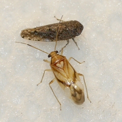 Tropidosteptes