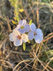 Cakile lanceolata