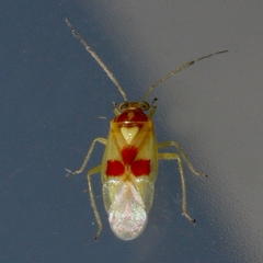 Tropidosteptes