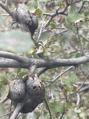 Protobalandricus spectabilis