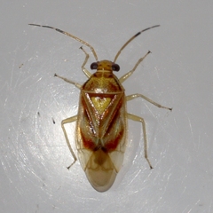 Tropidosteptes