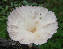 Cymatoderma caperatum