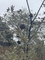 Protobalandricus spectabilis