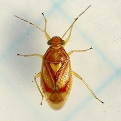 Tropidosteptes