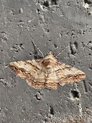 Gastrinodes bitaeniaria