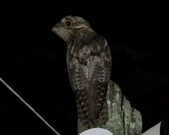 Nyctibius jamaicensis