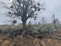 Juniperus deppeana