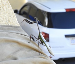 Pseudovates cingulata