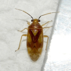 Tropidosteptes