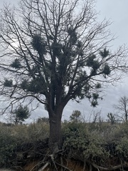 Juniperus deppeana