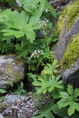 Petasites frigidus palmatus