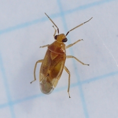 Tropidosteptes