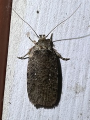 Agonopterix clemensella