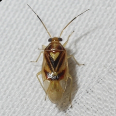 Tropidosteptes