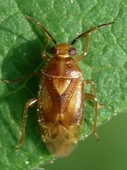 Tropidosteptes