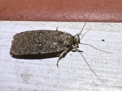 Agonopterix clemensella