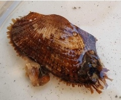Barbatia foliata