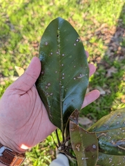 Magnolia grandiflora