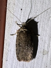 Agonopterix clemensella