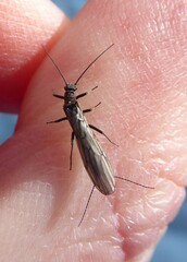 Plecoptera