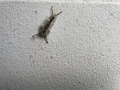 Dasychira meridionalis
