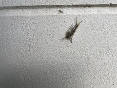 Dasychira meridionalis