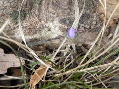 Hepatica americana