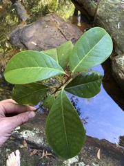 Quintinia sieberi