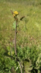 Rhamphospermum nigrum