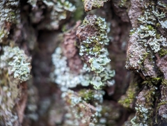 Cladonia coniocraea