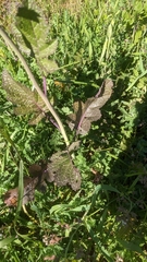 Rhamphospermum nigrum