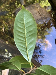 Quintinia sieberi