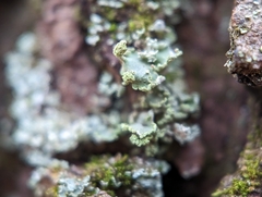 Cladonia coniocraea