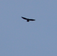 Haliaeetus